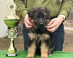 Собаки в Кургане: Немецкая овчарка длинношерстная щенок Девочка, 50 000 руб. - фото 6