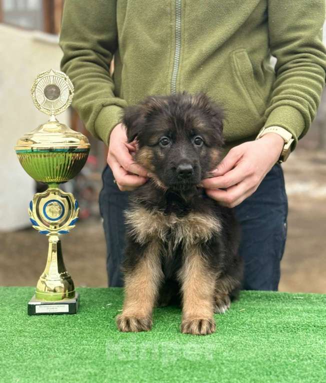 Собаки в Кургане: Немецкая овчарка длинношерстная щенок Девочка, 50 000 руб. - фото 6