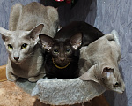 Кошки в Волжском: Ориентальные котята Разнополые, Бесплатно - фото 4