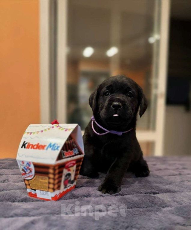 Собаки в Жуковском: Щенок лабрадора, РКФ Девочка, 65 000 руб. - фото 5