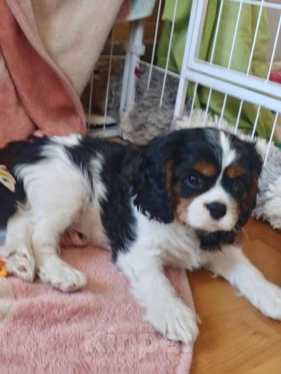 Собаки в Санкт-Петербурге: Кавалер Кинг Чарльз спаниель Мальчик, 100 руб. - фото 6