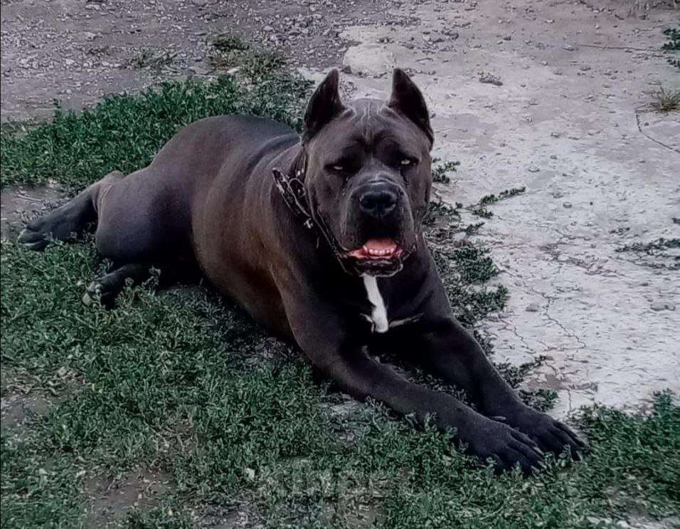 Собаки в других городах Ростовской области: Ищет семью Девочка, 25 000 руб. - фото 7