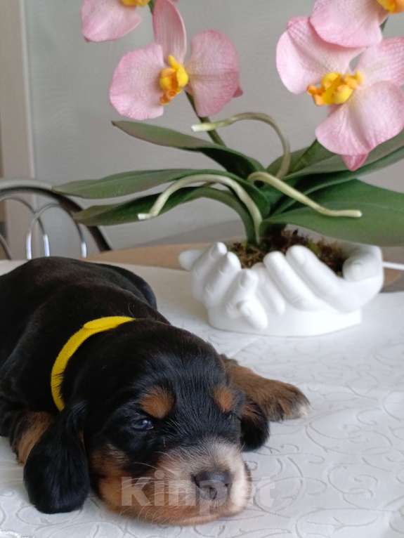 Собаки в Москве: Русский охотничий спаниель мальчик Мальчик, 50 000 руб. - фото 2