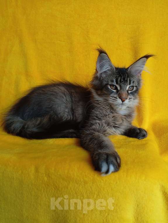 Кошки в Краснодаре: Котёнок мейн-кун, с документами. Девочка, 20 000 руб. - фото 4