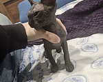 Кошки в Новороссийске: Канадский сфинкс котенок Девочка, 6 000 руб. - фото 3