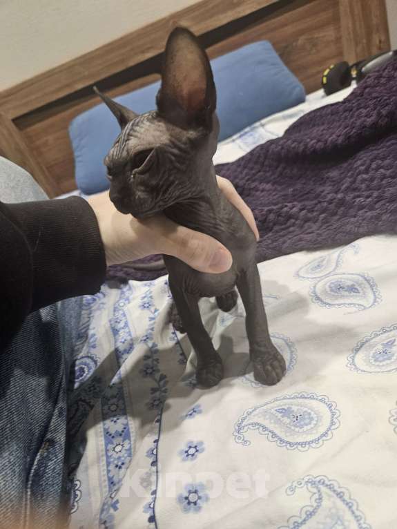 Кошки в Новороссийске: Канадский сфинкс котенок Девочка, 6 000 руб. - фото 3
