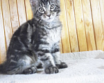 Кошки в Москве: Котик мейн-кун от родителей Чемпионов породы Мальчик, Бесплатно - фото 2