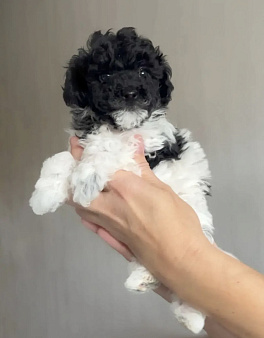 Пудель той