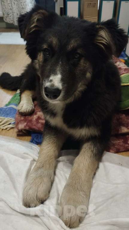 Собаки в других городах Московской области: Умный и ласковый щенок, помесь овчарки - в добрые руки  Девочка, Бесплатно - фото 2