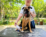 Собаки в Санкт-Петербурге: Свой в доску, друг котов, и просто душевный пёс ищет дом Мальчик, Бесплатно - фото 3