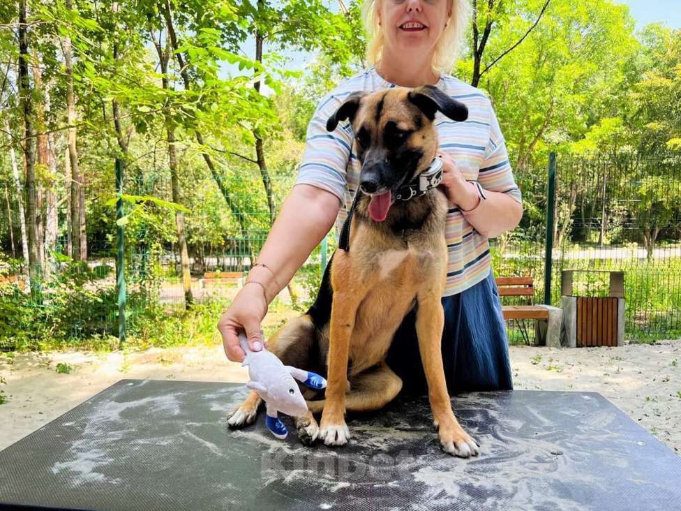 Собаки в Санкт-Петербурге: Свой в доску, друг котов, и просто душевный пёс ищет дом Мальчик, Бесплатно - фото 3