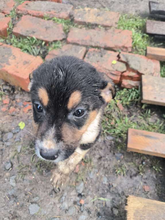 Собаки в Ростове-на-Дону: Щенки девочки в добрые руки Девочка, Бесплатно - фото 1