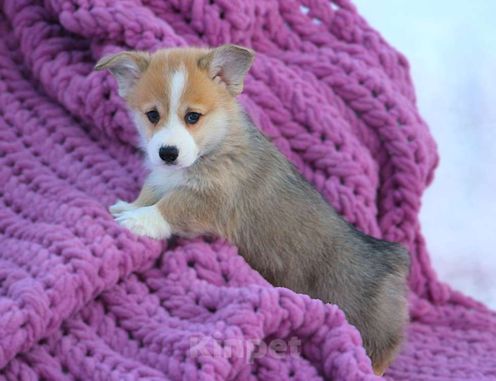 Собаки в других городах Московской области: кобель вельш корги пемброк Мальчик, 60 000 руб. - фото 1
