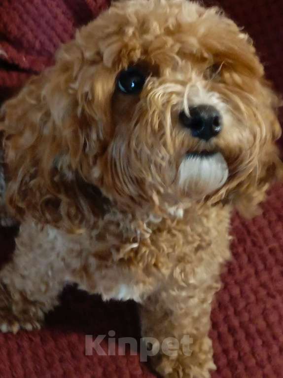 Собаки в Симферополе: Продам щенков кавапу Девочка, 90 000 руб. - фото 1