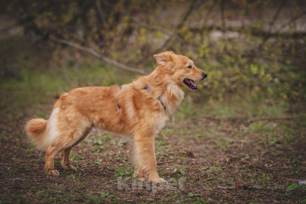 Собаки в Москве: Собака из приюта в добрые руки Мальчик, 99 руб. - фото 8