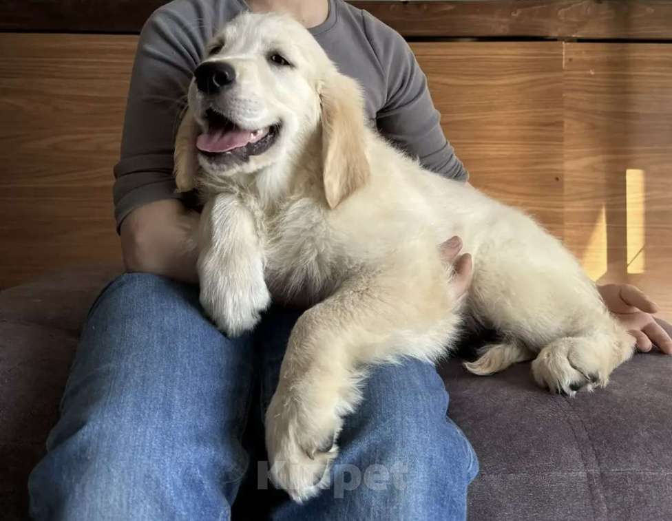 Собаки в Москве: Щенки Золотистого ретривера Мальчик, Бесплатно - фото 2