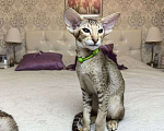 Кошки в Балашихе: Ориентальный котенок Дизель Мальчик, 80 000 руб. - фото 3