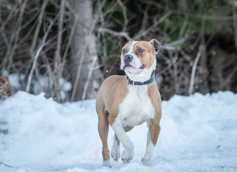 Собаки в Москве: Красавец стафф Перс в добрые руки Мальчик, 1 руб. - фото 3