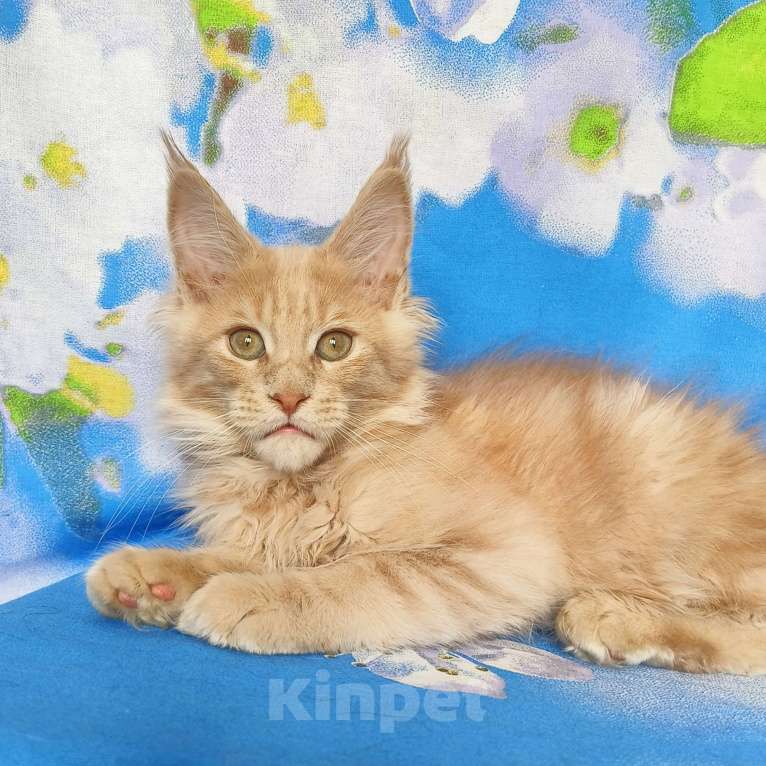 Кошки в Москве: Мейн-Кун Мальчик Мальчик, 65 000 руб. - фото 3