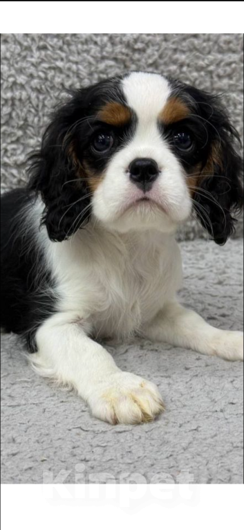 Собаки в Москве: Кавалер кинг-чарльз спаниель, щенок Девочка, 120 000 руб. - фото 1