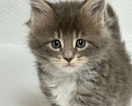 Кошки в Новосибирске: Кошечка редкого окраса Девочка, 50 000 руб. - фото 2