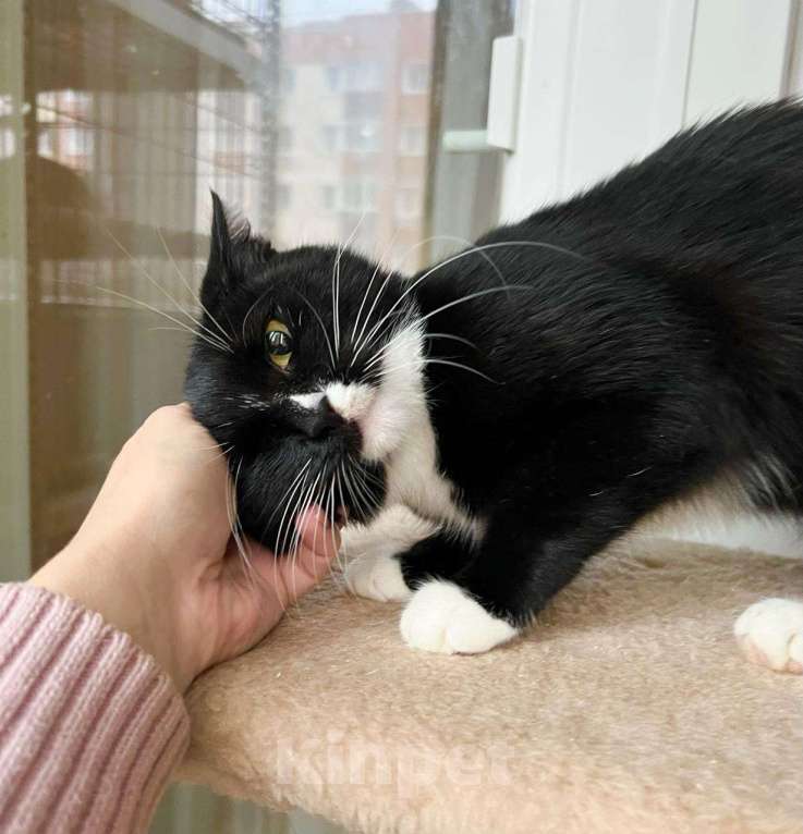 Кошки в Москве: В дар кошечка Рокси - нежность и ласка Девочка, Бесплатно - фото 7