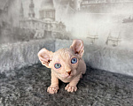 Кошки в Самаре: Котёнок породы эльф с гетерохромией Мальчик, Бесплатно - фото 2