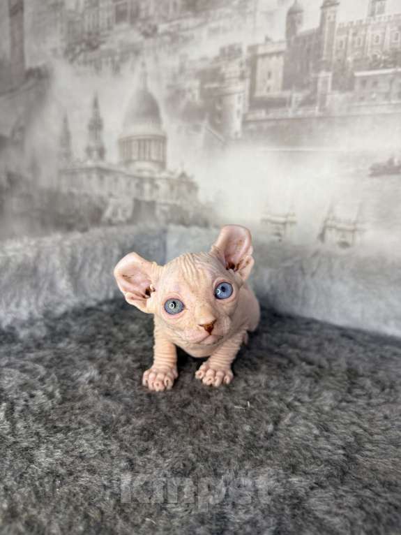 Кошки в Самаре: Котёнок породы эльф с гетерохромией Мальчик, Бесплатно - фото 2