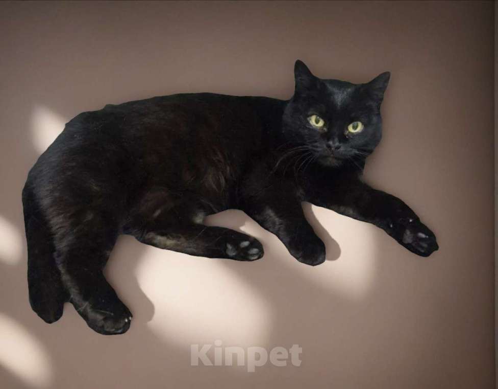 Кошки в Апрелевке: Кошечка Черника (Чернышка) в добрые руки Девочка, Бесплатно - фото 2