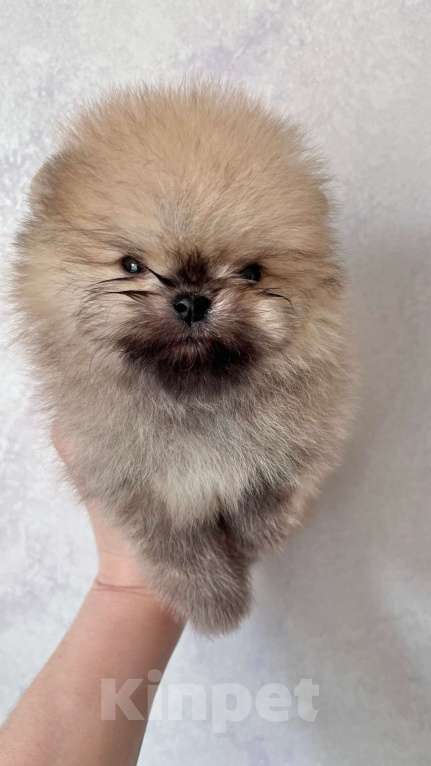 Собаки в Москве: Померанские малыши  Мальчик, 60 000 руб. - фото 3