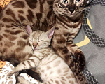 Кошки в Копейске: Продам бенгальских котят Девочка, 25 000 руб. - фото 1