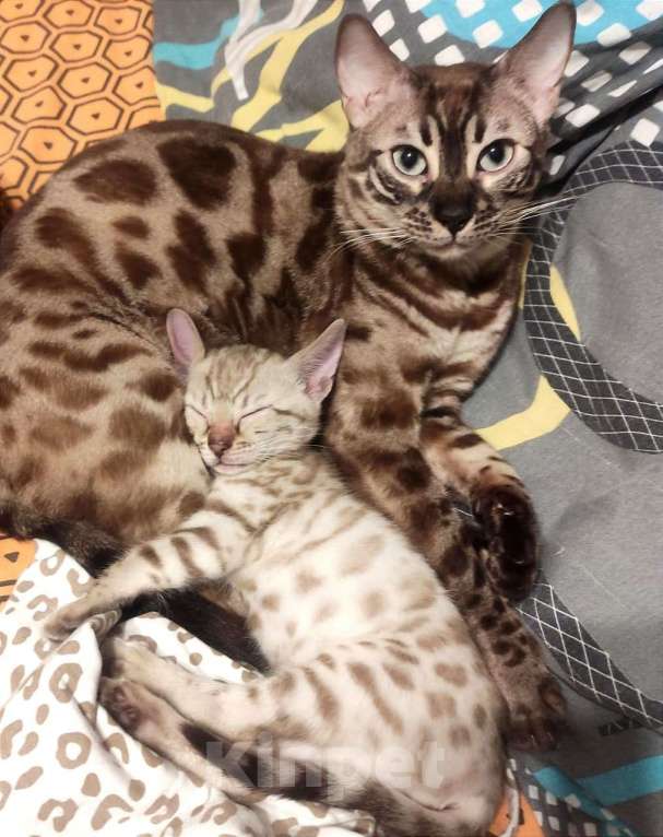 Кошки в Копейске: Продам бенгальских котят Девочка, 25 000 руб. - фото 1