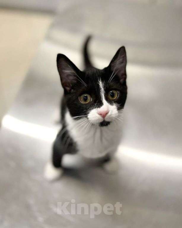 Кошки в Москве: Ласковая черно-белая малютка ищет дом и ответственных людей! Девочка, Бесплатно - фото 3