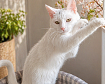 Кошки в Санкт-Петербурге: Котенок Девочка, Бесплатно - фото 3