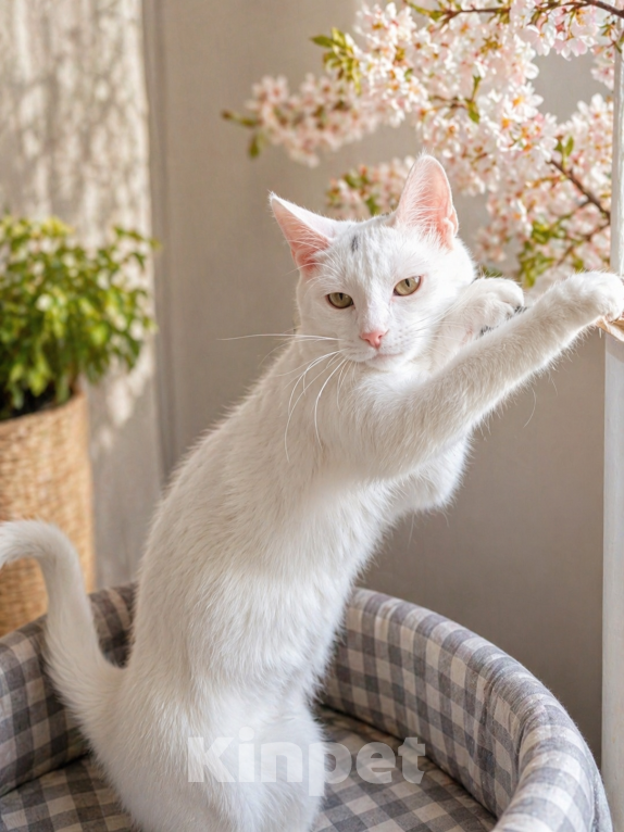 Кошки в Санкт-Петербурге: Котенок Девочка, Бесплатно - фото 3