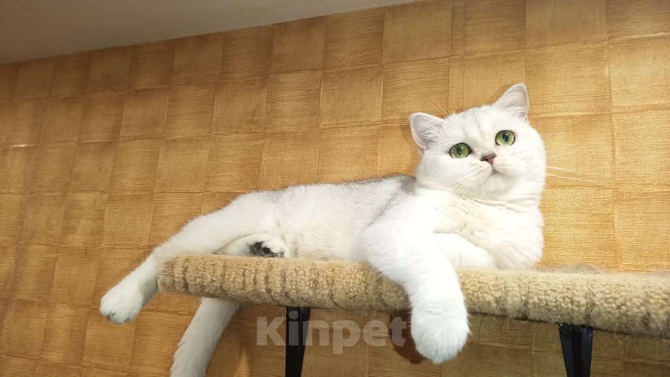 Кошки в Москве: Серебристая девочка Девочка, 1 000 руб. - фото 1