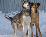Собаки в Красногорске: Мама Кира Девочка, Бесплатно - фото 4
