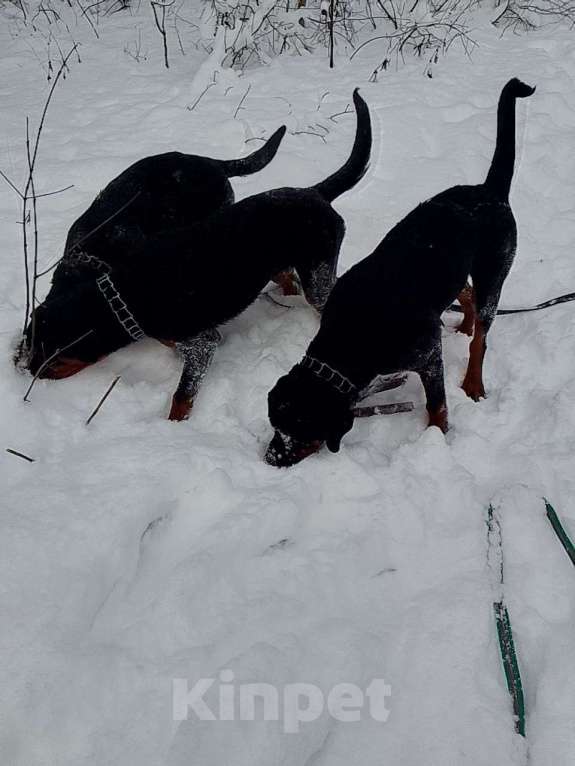 Собаки в Курске: Подросток ротвейлера Девочка, 40 000 руб. - фото 3
