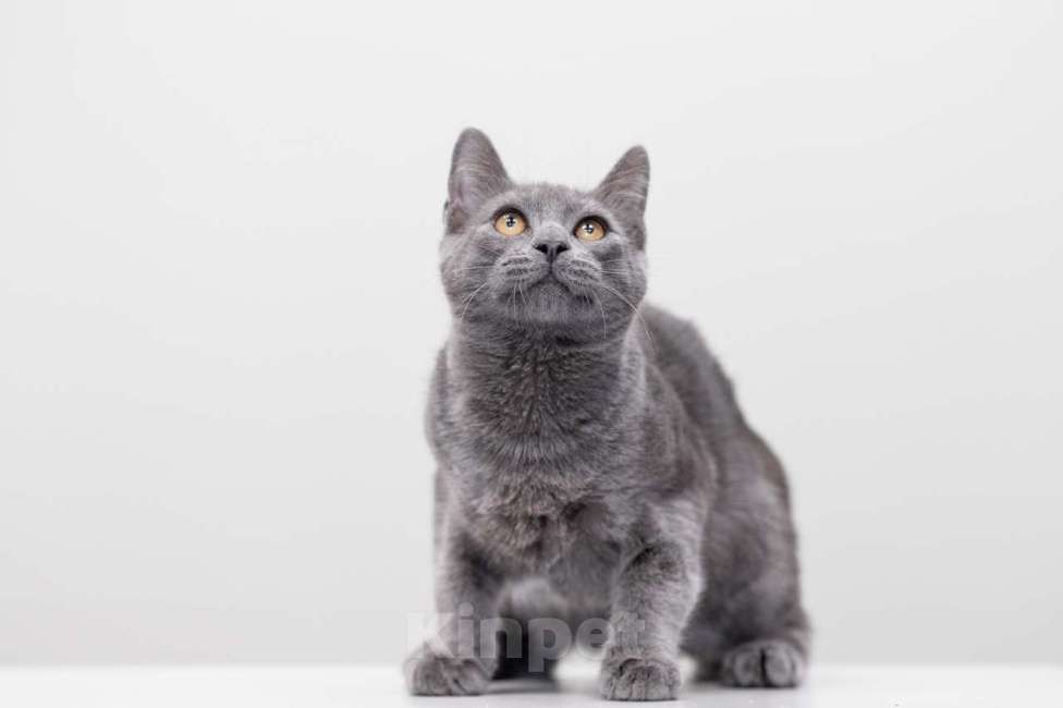 Кошки в Москве: Трюфель Мальчик, Бесплатно - фото 5