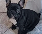 Собаки в Владивостоке: Очаровательная девочка французского бульдога Девочка, 75 000 руб. - фото 3