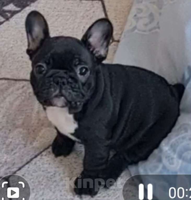 Собаки в Владивостоке: Очаровательная девочка французского бульдога Девочка, 75 000 руб. - фото 3
