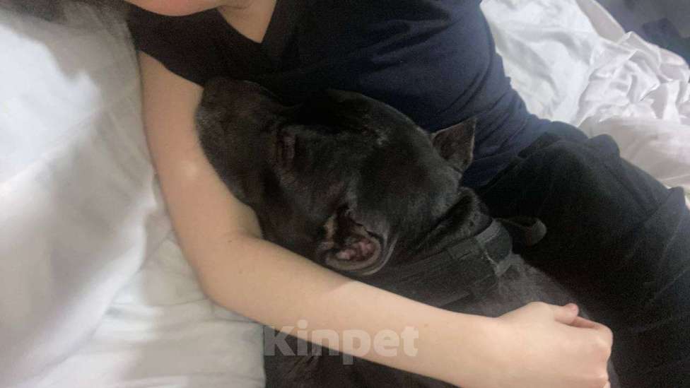 Собаки в Санкт-Петербурге: Питбуль Гром ищет дом! Мальчик, Бесплатно - фото 4