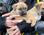 Собаки в Набережных Челнах: В поиске дома Девочка, 1 руб. - фото 3