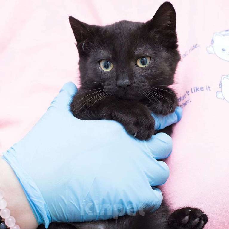 Кошки в Москве: Кнопочка грустит в одиночестве  Девочка, Бесплатно - фото 2