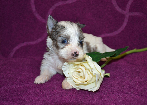Щенок-девочка цветного йорка голубоглазая 