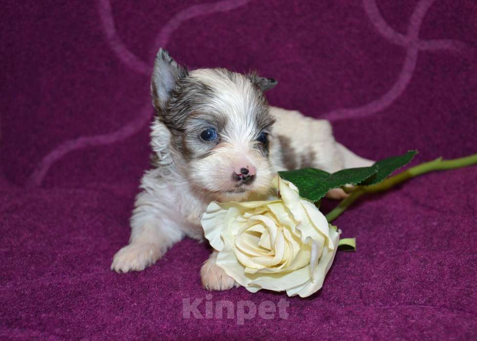 Собаки в Москве: Щенок-девочка цветного йорка голубоглазая  Девочка, 70 000 руб. - фото 1