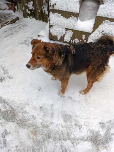 Собаки в Красноярске: Собака Рита в добрые руки в связи с  уходом хозяев, адекватная и любимая Девочка, Бесплатно - фото 2