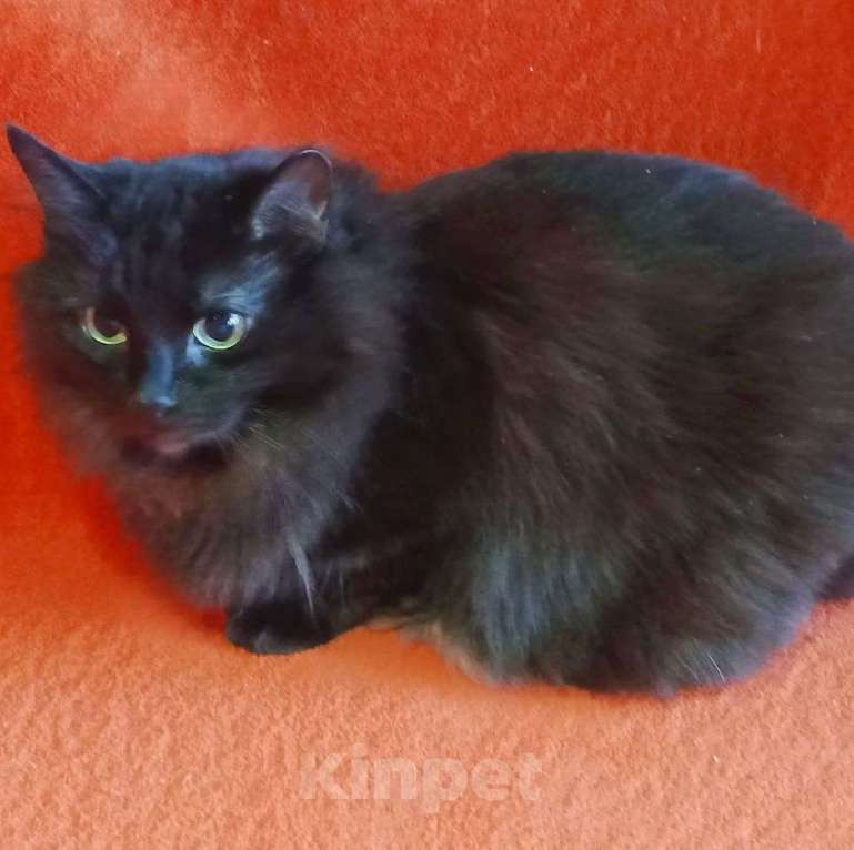 Кошки в Москве: Нюша и Плюша ищут дом Девочка, Бесплатно - фото 6