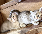 Кошки в других городах Воронежской области: Манчкины - котята ждут друзей Разнополые, 25 000 руб. - фото 1