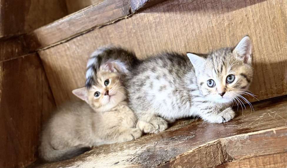 Кошки в других городах Воронежской области: Манчкины - котята ждут друзей Разнополые, 25 000 руб. - фото 1